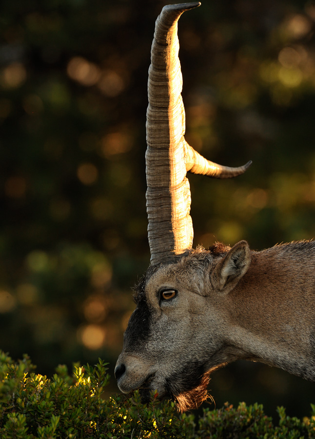 Capra pyrenaica hispanica [550 mm, 1/320 sec at f / 9.0, ISO 1600]